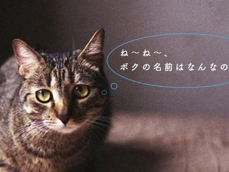 18年最新版 猫の名前の付け方ランキング かわいい かっこいい名前をオスやメス別に ペトコト