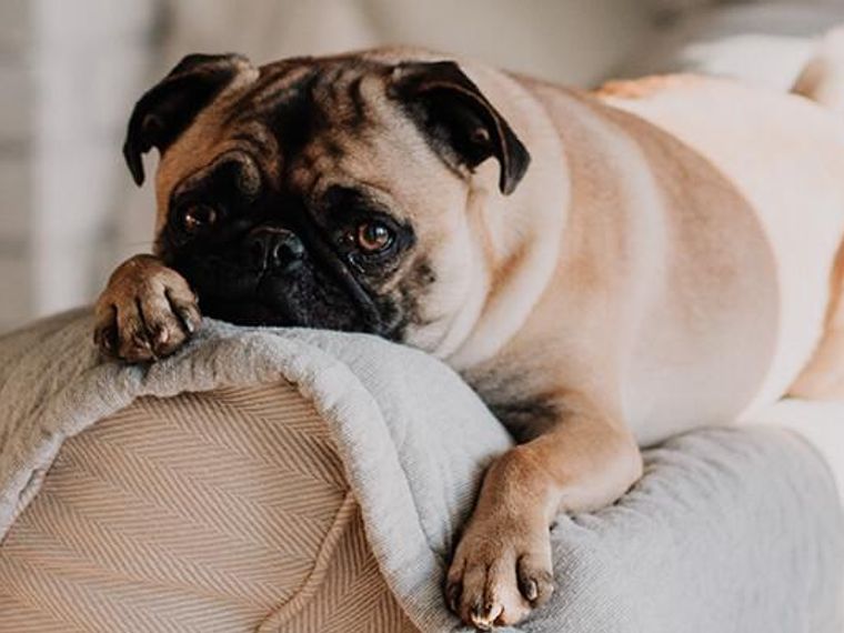 愛犬も虜に 人気の知育玩具 コング の正しい遊び方や洗い方を紹介 ペトコト