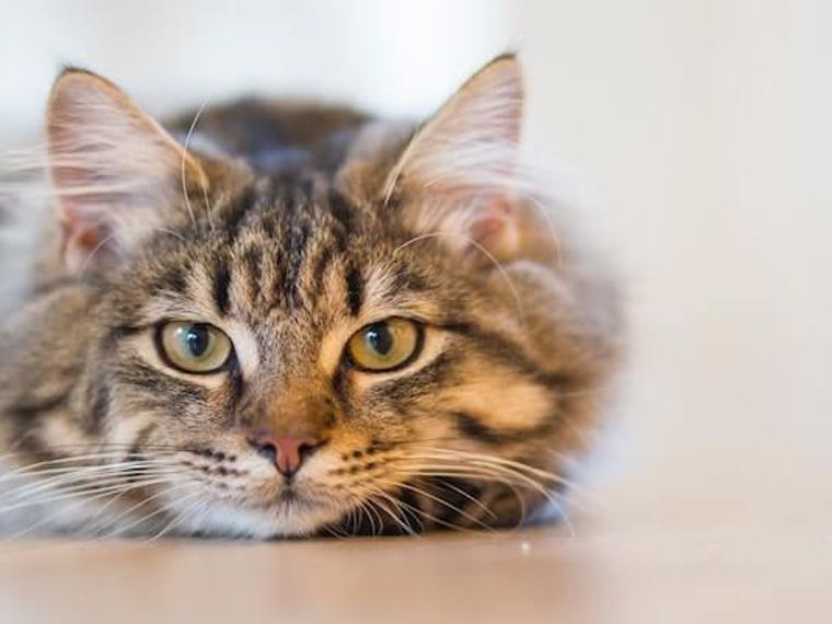 猫のニキビ 症状 原因 軽度や重度の治療法 食事について皮膚科担当獣医師が解説 ペトコト