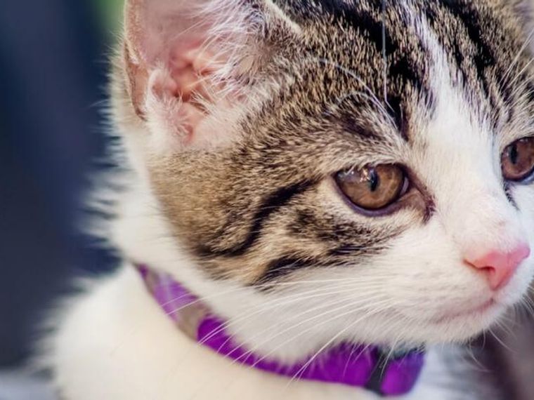 猫の目が腫れている場合に考えられる症状や原因 応急処置や予防ケアも ペトコト