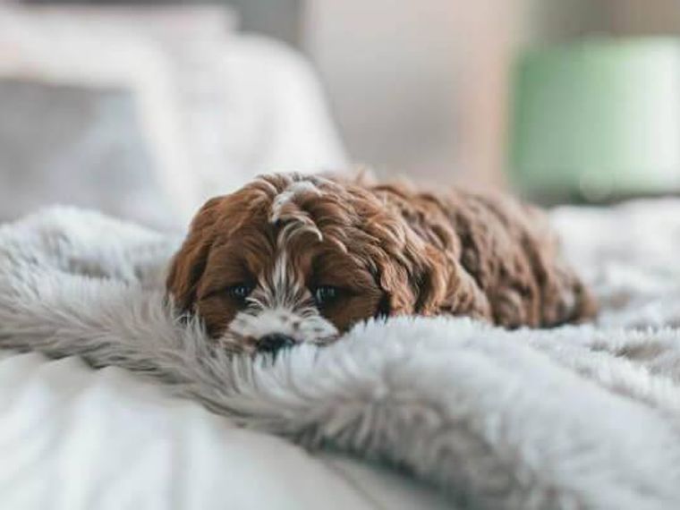 犬の冬用ベッドおすすめ7選 洗える素材から人気のドーム型 おしゃれなベッドもご紹介 ペトコト