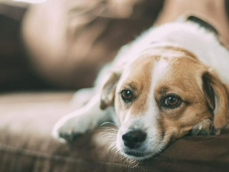 愛犬がソファに乗る際の注意点を解説 飛び降りる際の衝撃が怪我につながる可能性も ペトコト