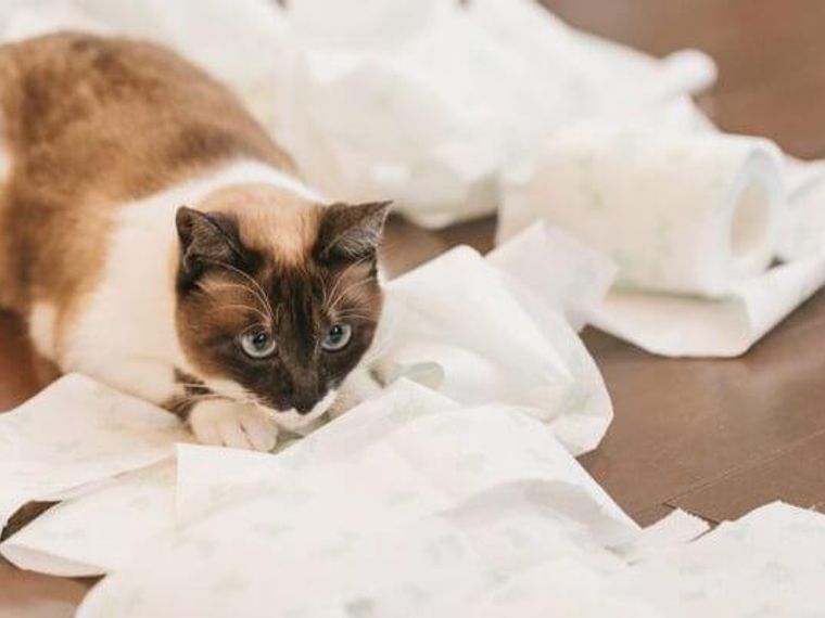 【編集部厳選】猫砂おすすめ10選｜トイレに流せるものから飛び散らないものなど紹介 | ペトコト