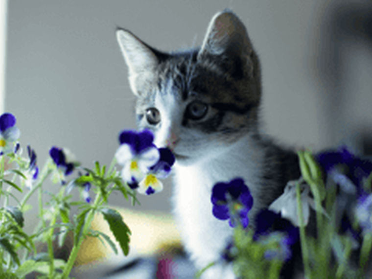 猫は花を食べても大丈夫 危険な花と安全な花まとめ ペトコト