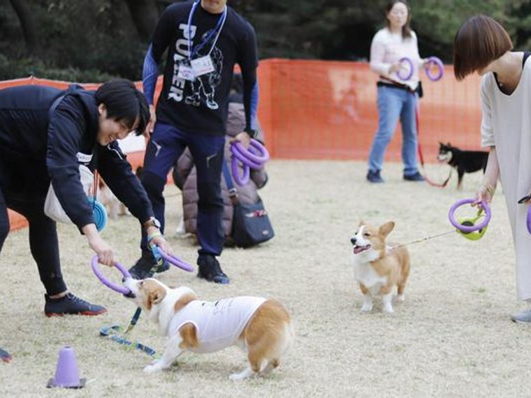 新しいドッグスポーツ Dog Puller ドッグプラー 社員犬コルクが体験してきました ペトコト