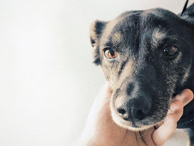 犬の肺水腫 症状 原因 治療法 余命について循環器科担当獣医師が解説 ペトコト