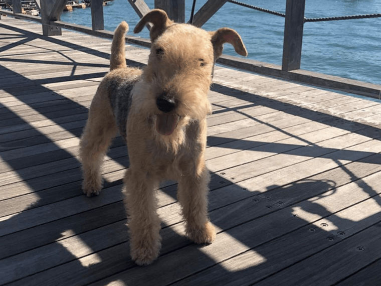 レークランドテリアの飼い方 性格 寿命 大きさ しつけ かかりやすい病気などを解説 ペトコト