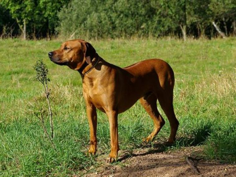 ローデシアンリッジバックの飼い方 ライオンを狩っていたアクティブな大型犬 ペトコト