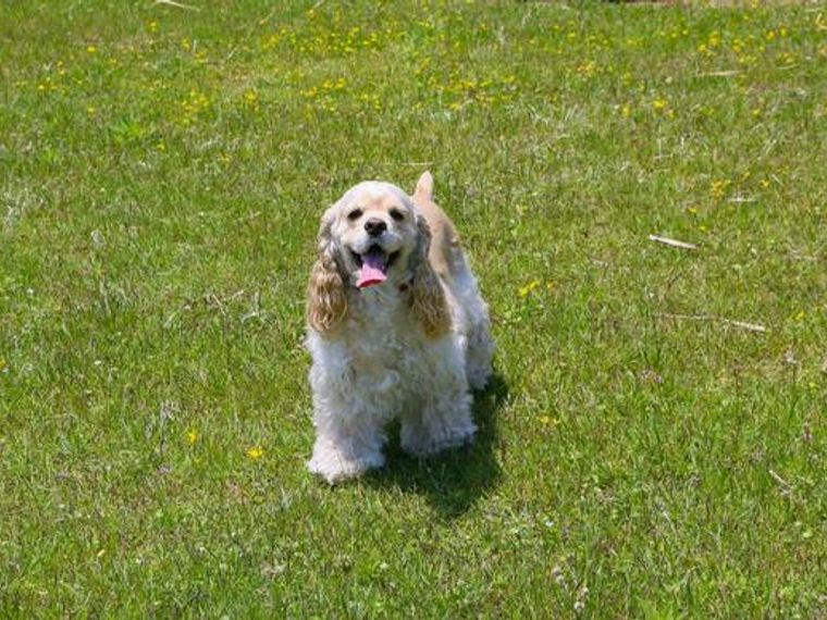 アメリカンコッカースパニエルの飼い方 性格や寿命 かかりやすい病気を解説 ペトコト アメリカンコッカースパニエルの飼い方 性格や寿命 かかりやすい病気を解説 ペトコト