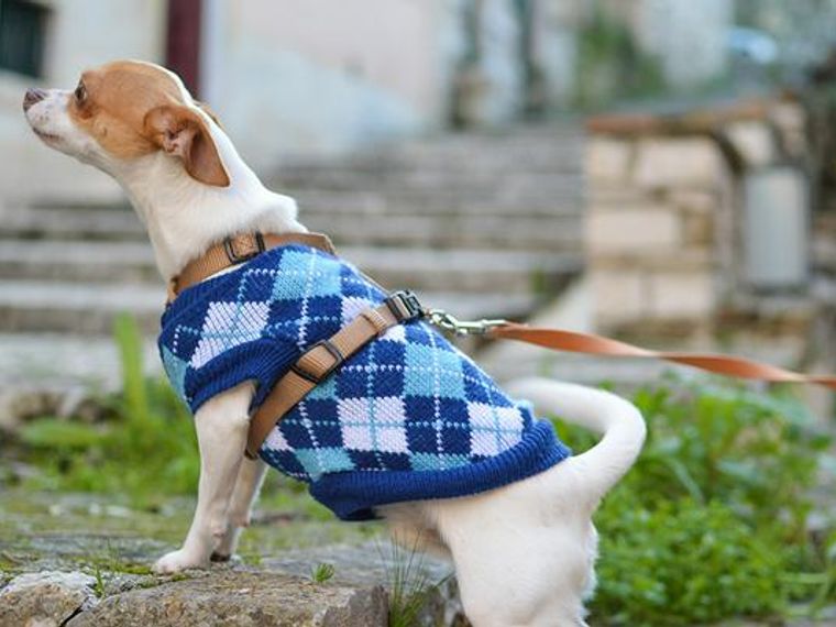 おしゃれな犬のリードおすすめ8選 丈夫な革製のものや伸縮タイプなどシーン別に紹介 ペトコト