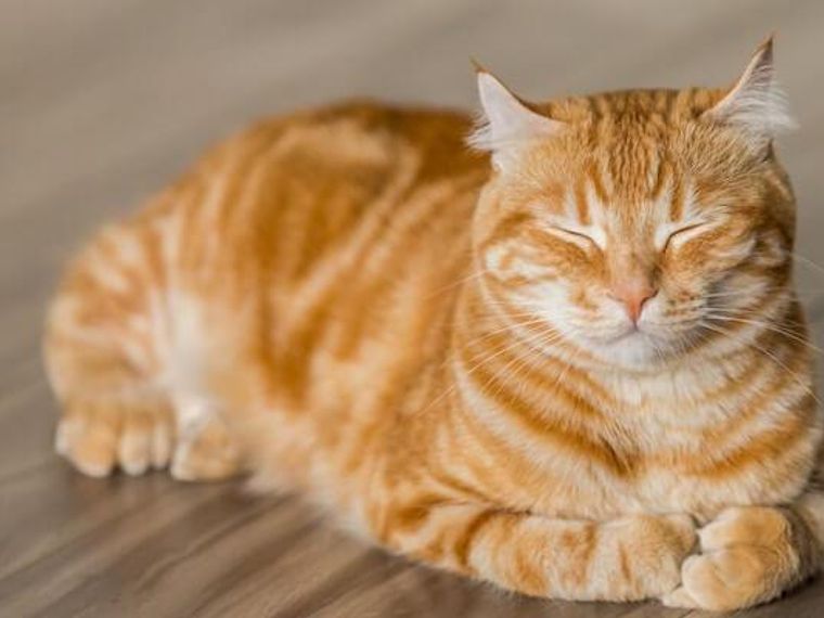 猫のツボ押しを中獣医の専門家が解説 腎臓や消化器トラブルなどに効くツボを動画で紹介 ペトコト