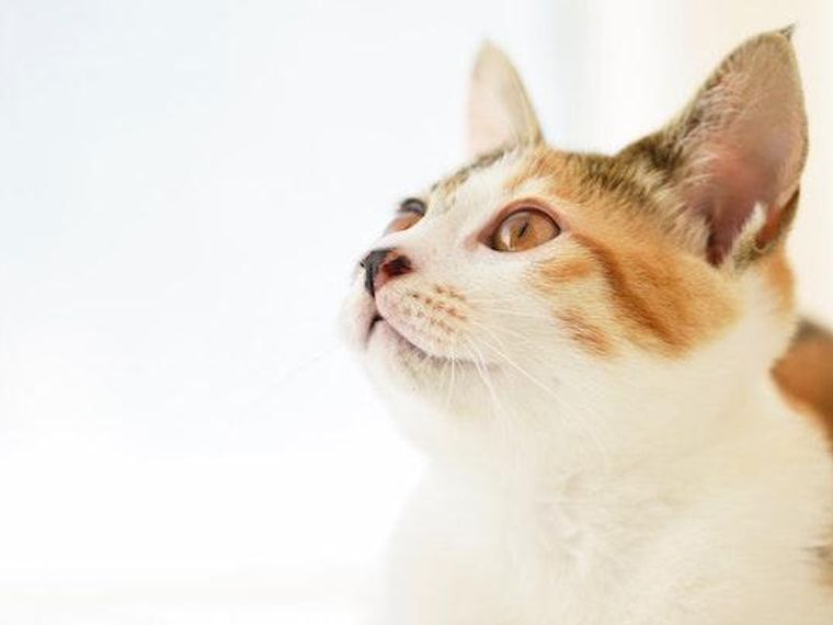 猫の疥癬｜症状・原因・治療法・予防法・人間への感染リスクなどを獣 