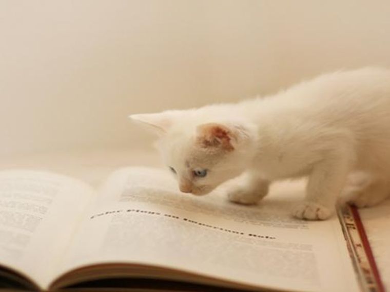 意外と知らない猫の読み方 愛猫 成猫 猫種を正しく読めますか ペトコト