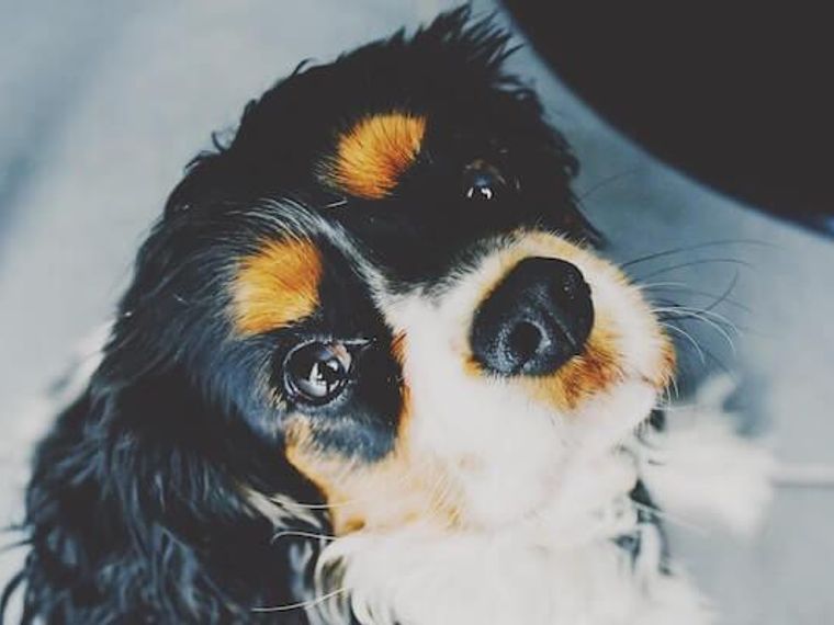 犬の貧血 原因 症状 治療法 予後などを獣医師が解説 ペトコト