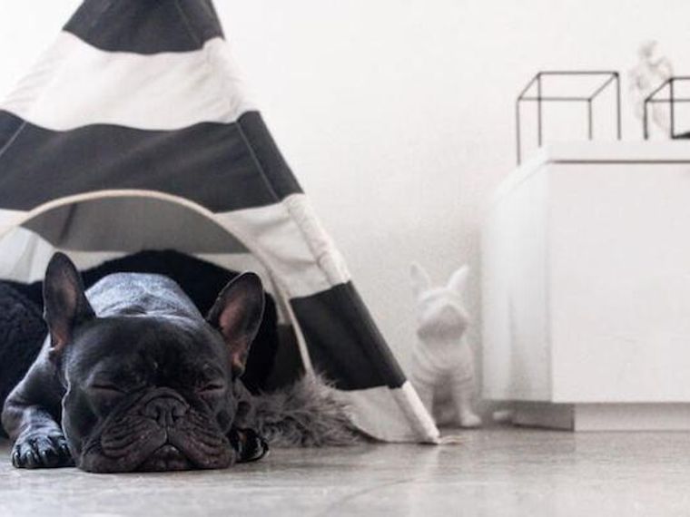 愛犬のためにクーラーはいつからつけるべき 適正温度や注意点などを解説 ペトコト