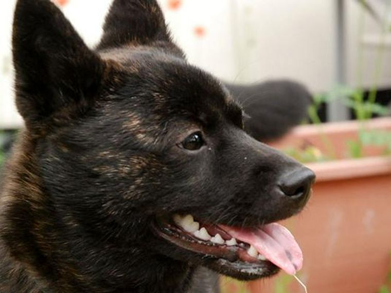 甲斐犬のしつけは難しい 性格を踏まえたしつけ方法をトレーナーが解説 ペトコト 甲斐犬のしつけは難しい 性格を踏まえたしつけ方法をトレーナーが解説 ペトコト