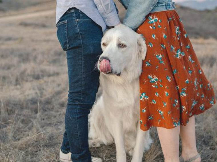 共働きでも犬と暮らせる 子どもがいる場合や散歩 留守番 トイレの考え方 ペトコト