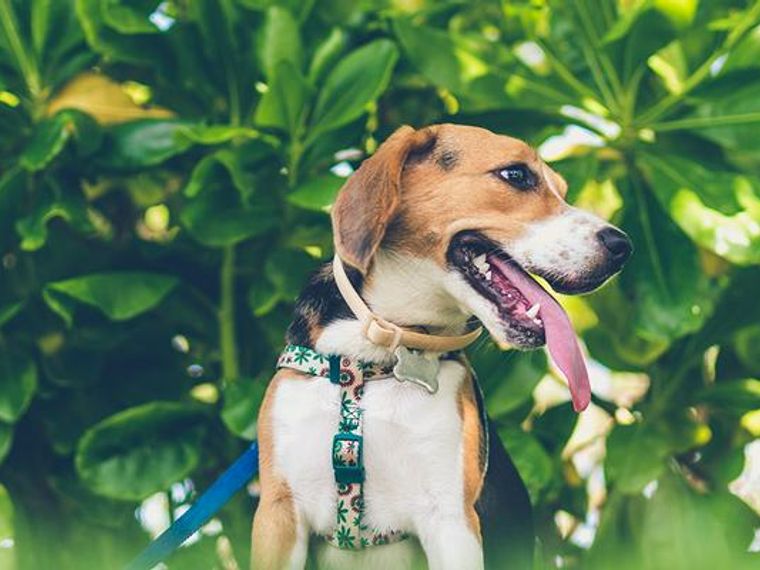 犬用マナーパンツ サニタリーパンツ おすすめ7選 おしゃれなものや機能的なものまで ペトコト 犬用マナーパンツ サニタリーパンツ おすすめ7選 おしゃれなものや機能的なものまで ペトコト