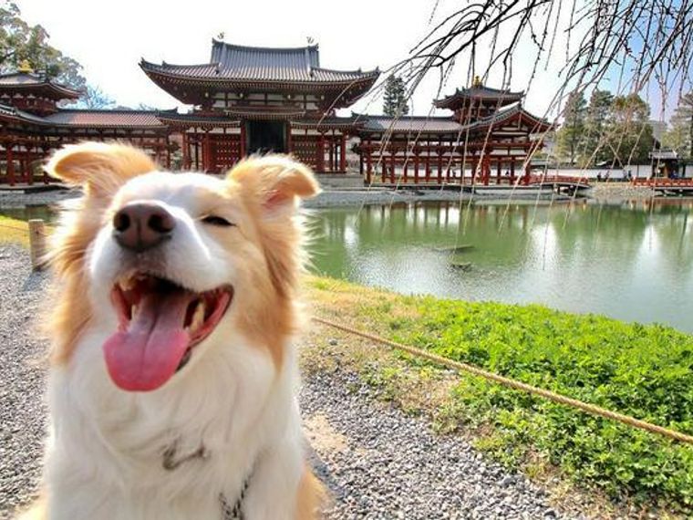 犬とお出かけ京都編 お寺や神社の人気スポットあり ペトコト