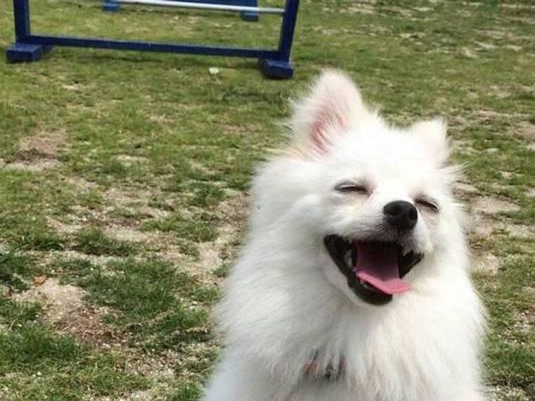 愛知県のおすすめドッグラン 無料や貸切 人気の室内ドッグランも ペトコト