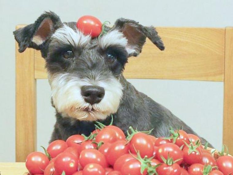 犬はトマトを食べても大丈夫 与え方やアレルギーについて 手作りごはんレシピなど紹介 ペトコト