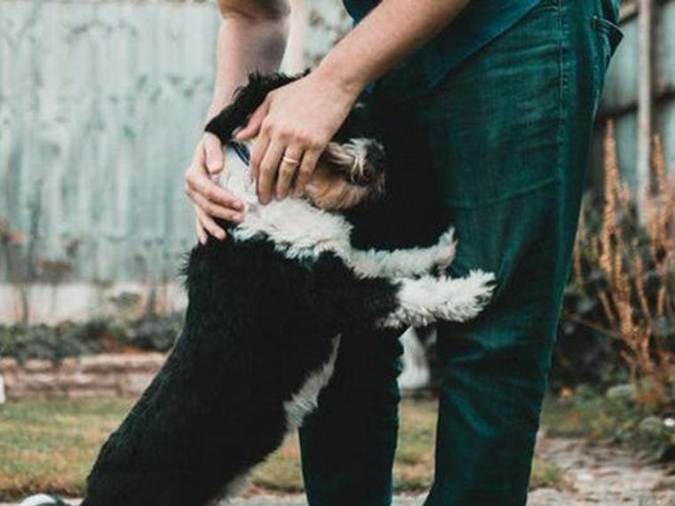 犬の年齢を人間に換算すると トイプー チワワなど犬種間にも差 ペトコト