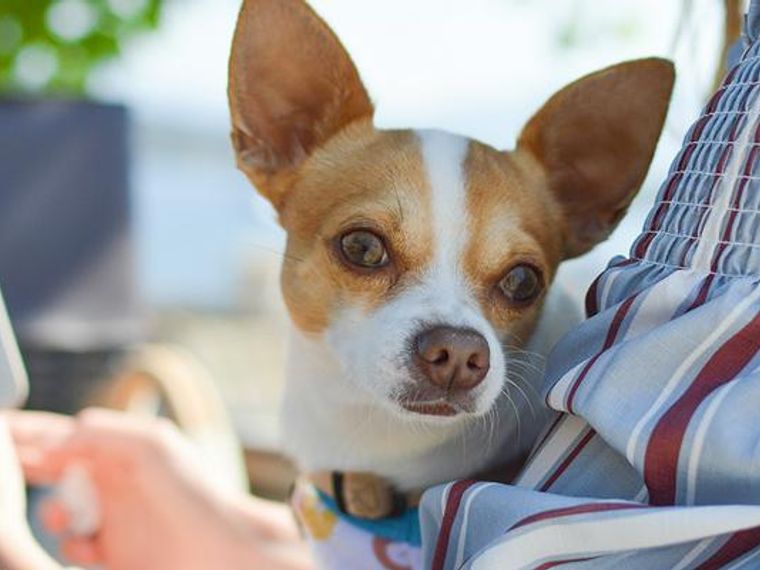 おしゃれな犬用ドッグスリングおすすめ6選！使い方や人気ブランドを紹介 | ペトコト（PETOKOTO）