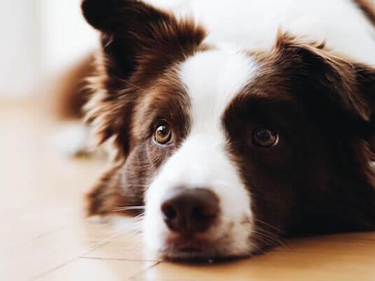 犬の粘液便とは 注意したい便の状態や原因などを獣医師が解説 ペトコト