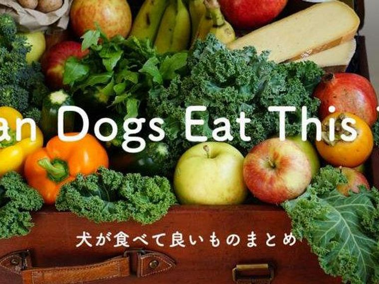 犬が食べていいものまとめ 野菜 果物 穀物など主な栄養素や期待される効果 ペトコト