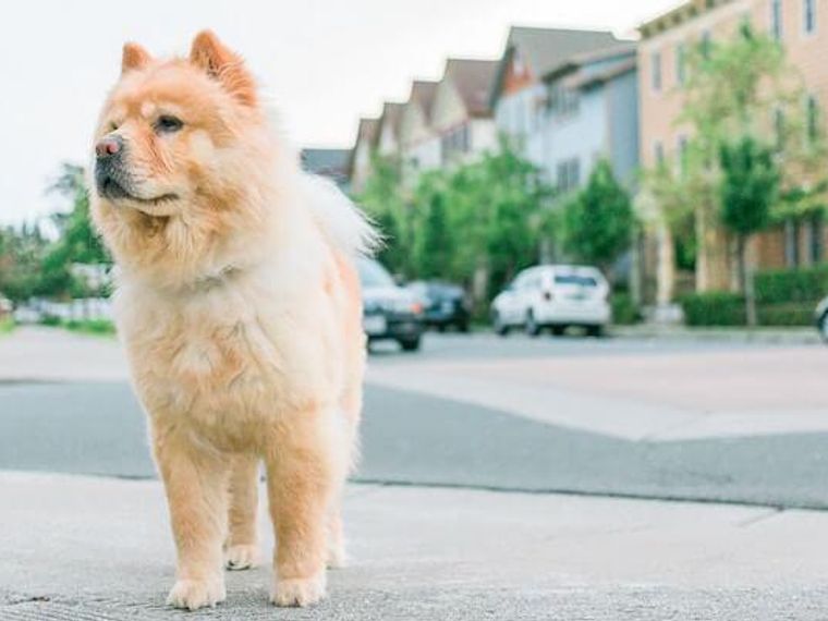 犬のアナフィラキシー 症状 原因 対処法 治療法などを獣医師が解説 ペトコト