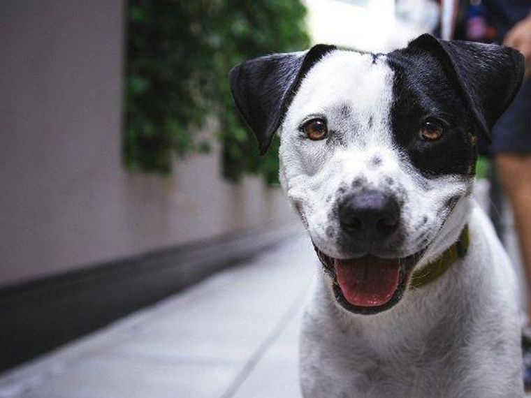 恵比寿のおすすめドッグカフェ ペット可レストラン7選 ペトコト