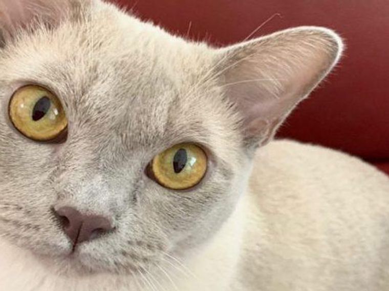 ヨーロピアンバーミーズってどんな猫？性格や寿命、体重などの特徴 