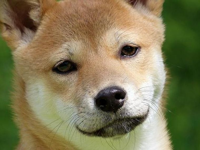 柴犬のキツネ顔とタヌキ顔とは 顔の見分け方や特徴をイラストで解説 ペトコト
