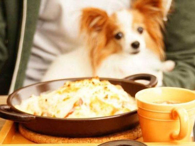 仙台のドッグカフェ ペット可レストランおすすめ6選 人気店やドッグラン併設店も紹介 ペトコト