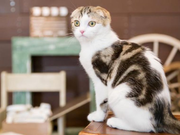 猫とマンションで快適に暮らそう 飼い方のポイントや注意点を紹介 ペトコト