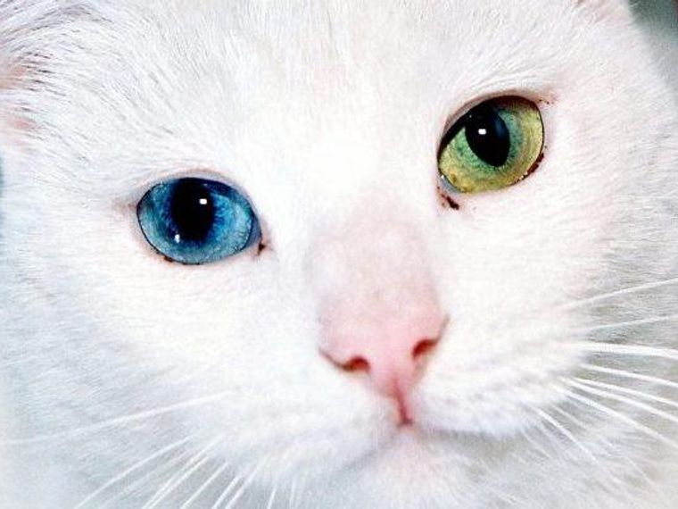 猫は幸運を呼び寄せる？かぎしっぽやオッドアイなど、色や特徴別に解説