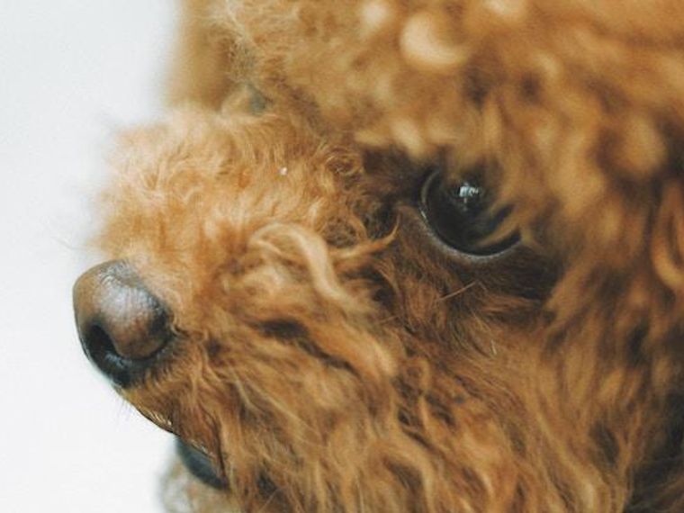 犬の鼻が乾燥 乾く しているのは大丈夫 原因や考えられる病気を獣医師が解説 ペトコト