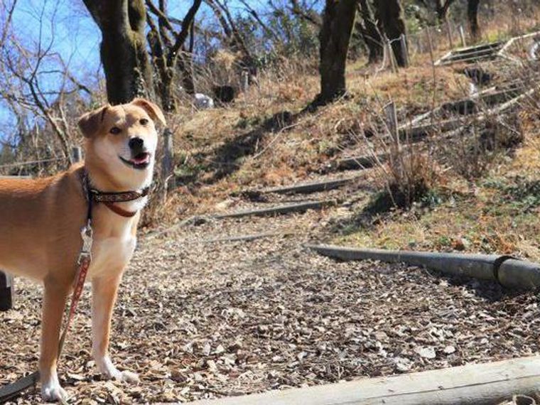 犬連れハイキングを楽しもう 登山との違いや関東の人気コース おすすめグッズを紹介 ペトコト