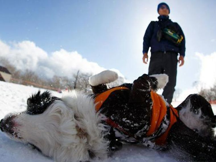 冬は愛犬とスノーシューをしよう おすすめグッズや白馬 富士見パノラマなど人気スポットを紹介 ペトコト