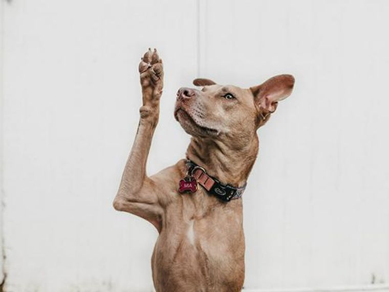 犬が前足をあげる理由とは 仕草の意味や動物病院へ連れて行く目安を解説 ペトコト