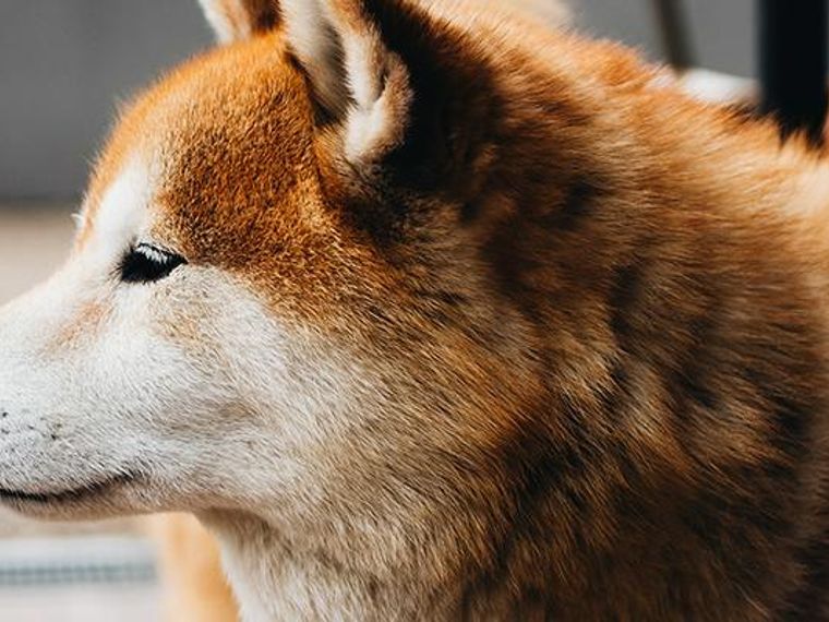 柴犬の老犬は何歳から 寿命や認知症の症状 食事について解説 ペトコト