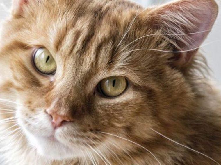 猫が首をかしげる7つの理由とは 隠された気持ちや病気の可能性を解説 ペトコト