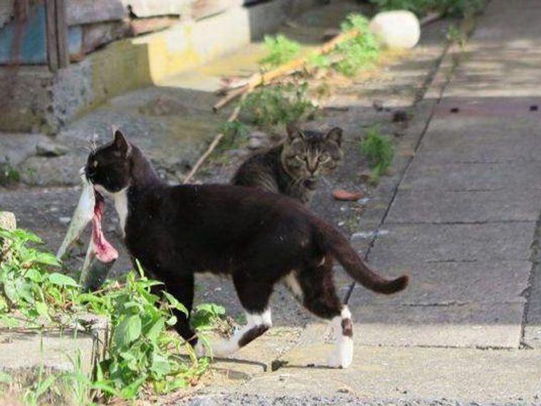 猫は魚を食べても大丈夫 魚の成分や与える時の注意点を解説 ペトコト