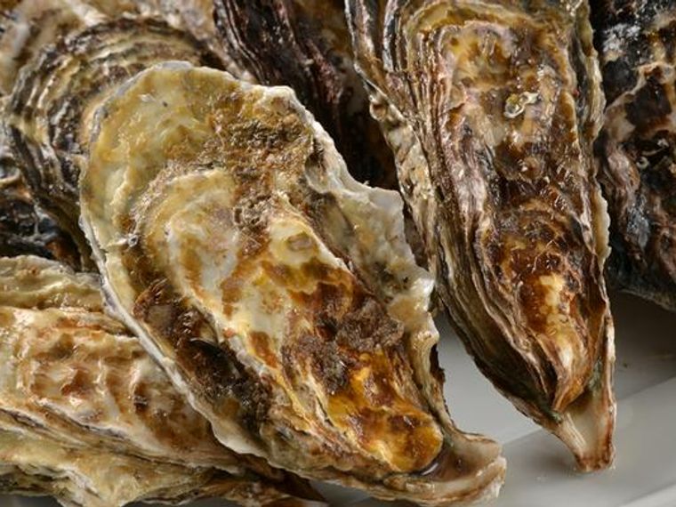 猫は貝を食べても大丈夫 耳が落ちると言われる理由やあさりなどの注意点を解説 ペトコト