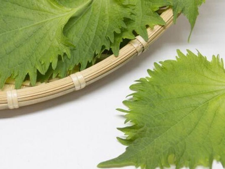 犬はしそ 大葉 を食べても大丈夫 豊富なbカロテンで免疫力アップも ペトコト