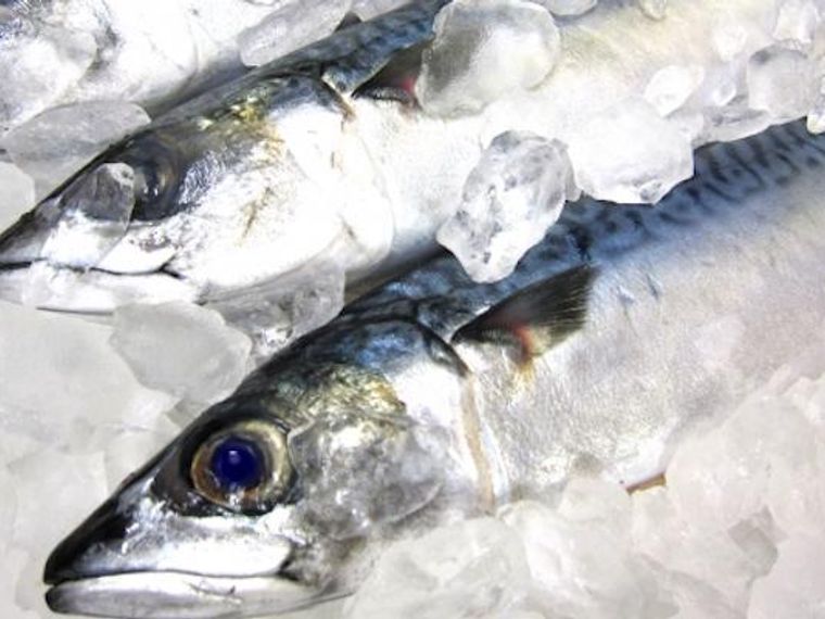 犬はサバ 鯖 を食べても大丈夫 水煮缶の塩分や魚の骨に注意 ペトコト