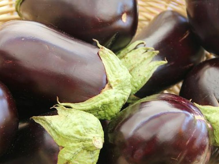 犬はナスを食べても大丈夫 食物アレルギーなどに注意 ペトコト