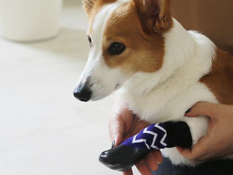 Buyer's Review】LIFELIKEの犬用靴下「dog socks」 | ペトコト