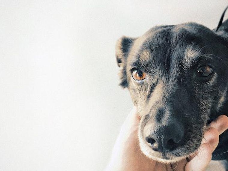 犬の下痢の原因は 病院に連れていくべき症状の見分け方や対処法を獣医師が解説 ペトコト 犬の下痢の原因は 病院に連れていくべき症状の見分け方や対処法を獣医師が解説 ペトコト