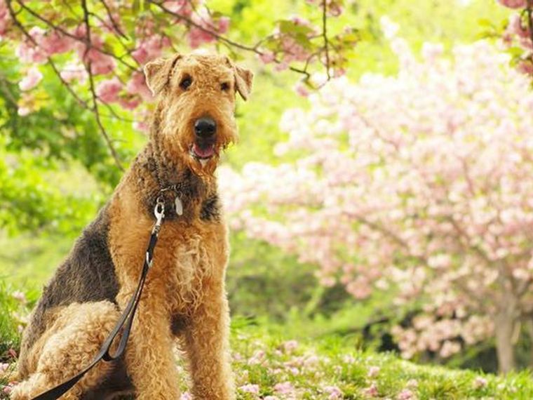 2024年】関東・関西の犬と行けるお花見スポット29選！桜の注意点やお